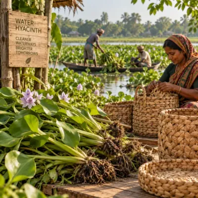 Water Hyacinth
